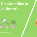 When Do Camellias In Georgia Bloom