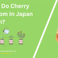 When Do Cherry Blossom In Japan Bloom