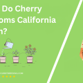 When Do Cherry Blossoms California Bloom