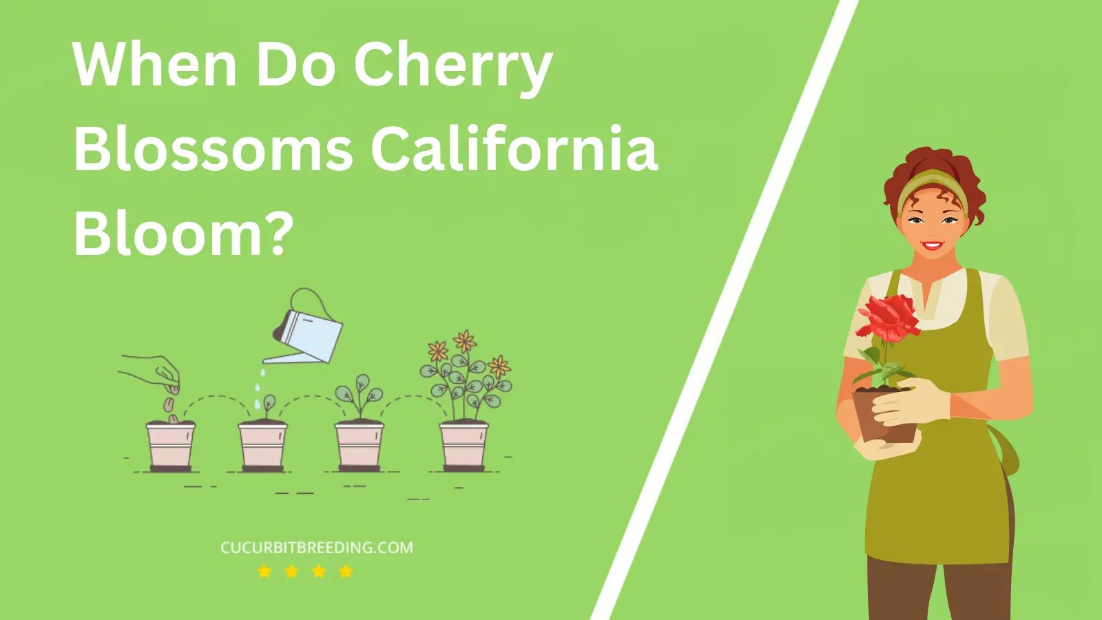 When Do Cherry Blossoms California Bloom?