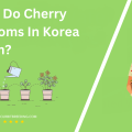 When Do Cherry Blossoms In Korea Bloom