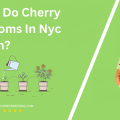 When Do Cherry Blossoms In Nyc Bloom