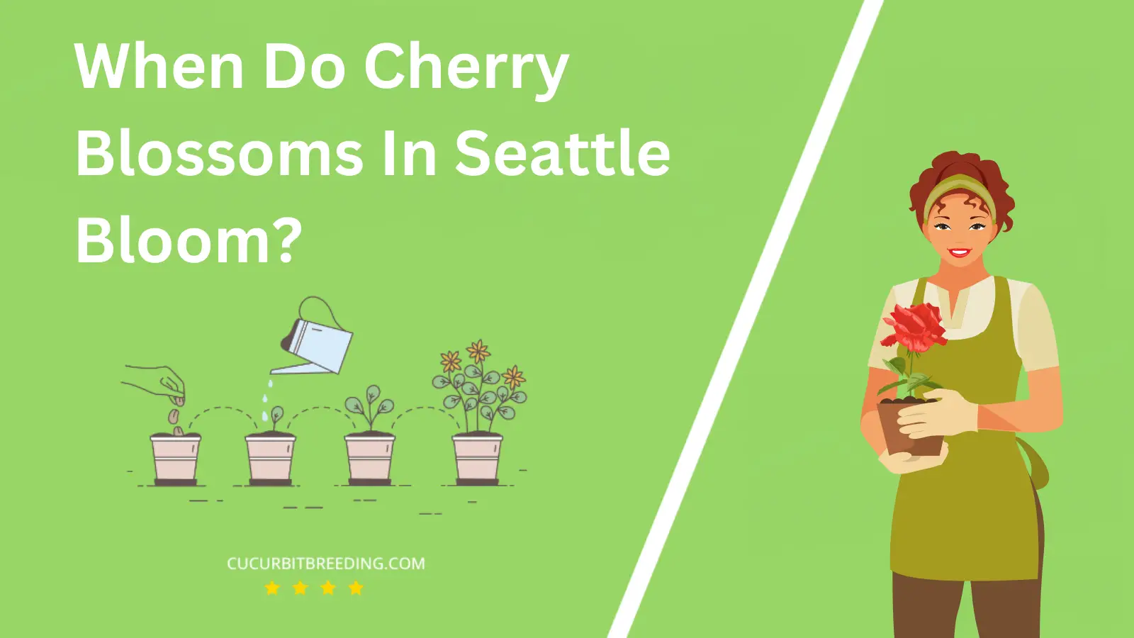 When Do Cherry Blossoms In Seattle Bloom?