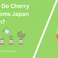When Do Cherry Blossoms Japan Bloom