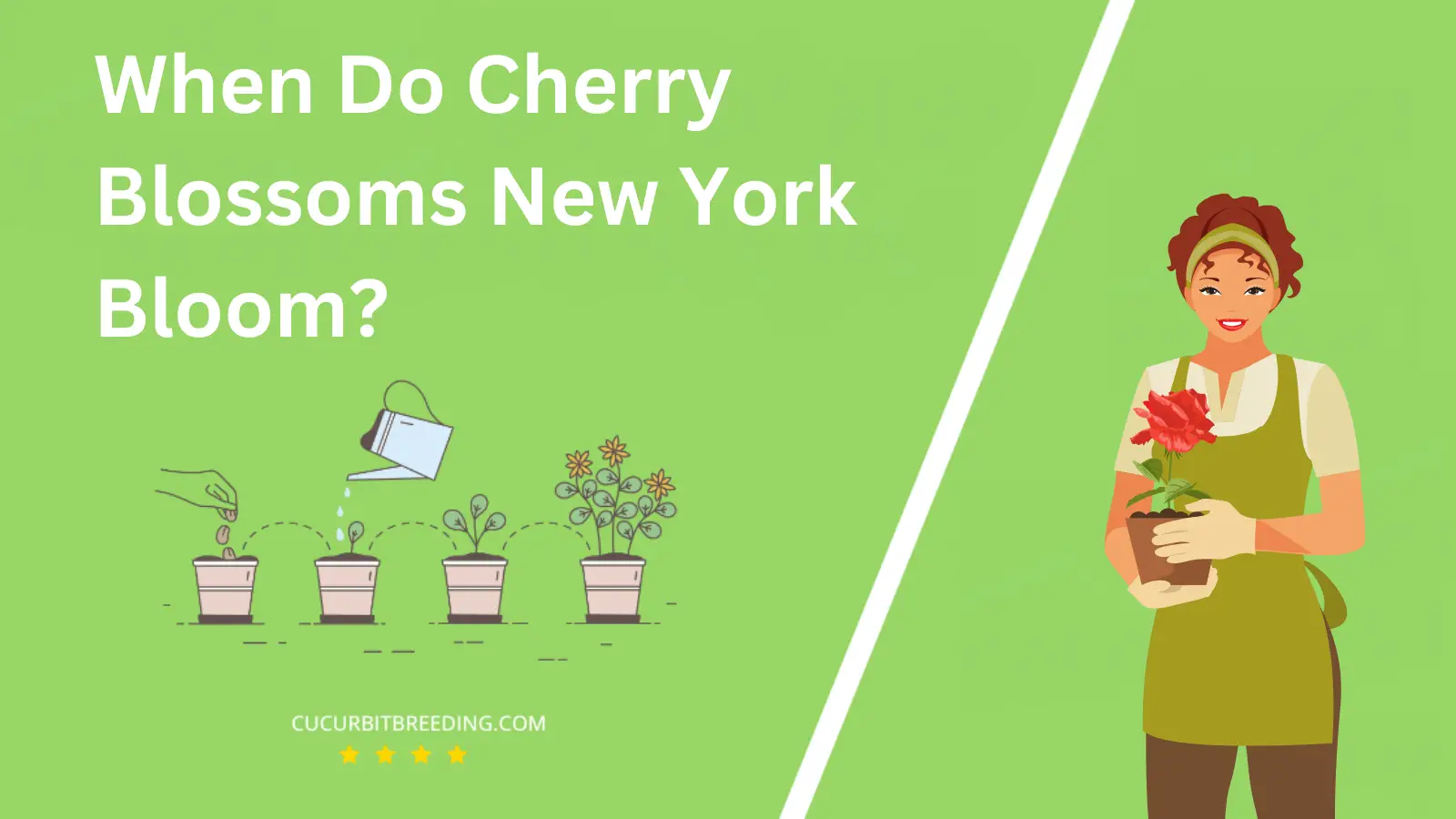 When Do Cherry Blossoms New York Bloom?