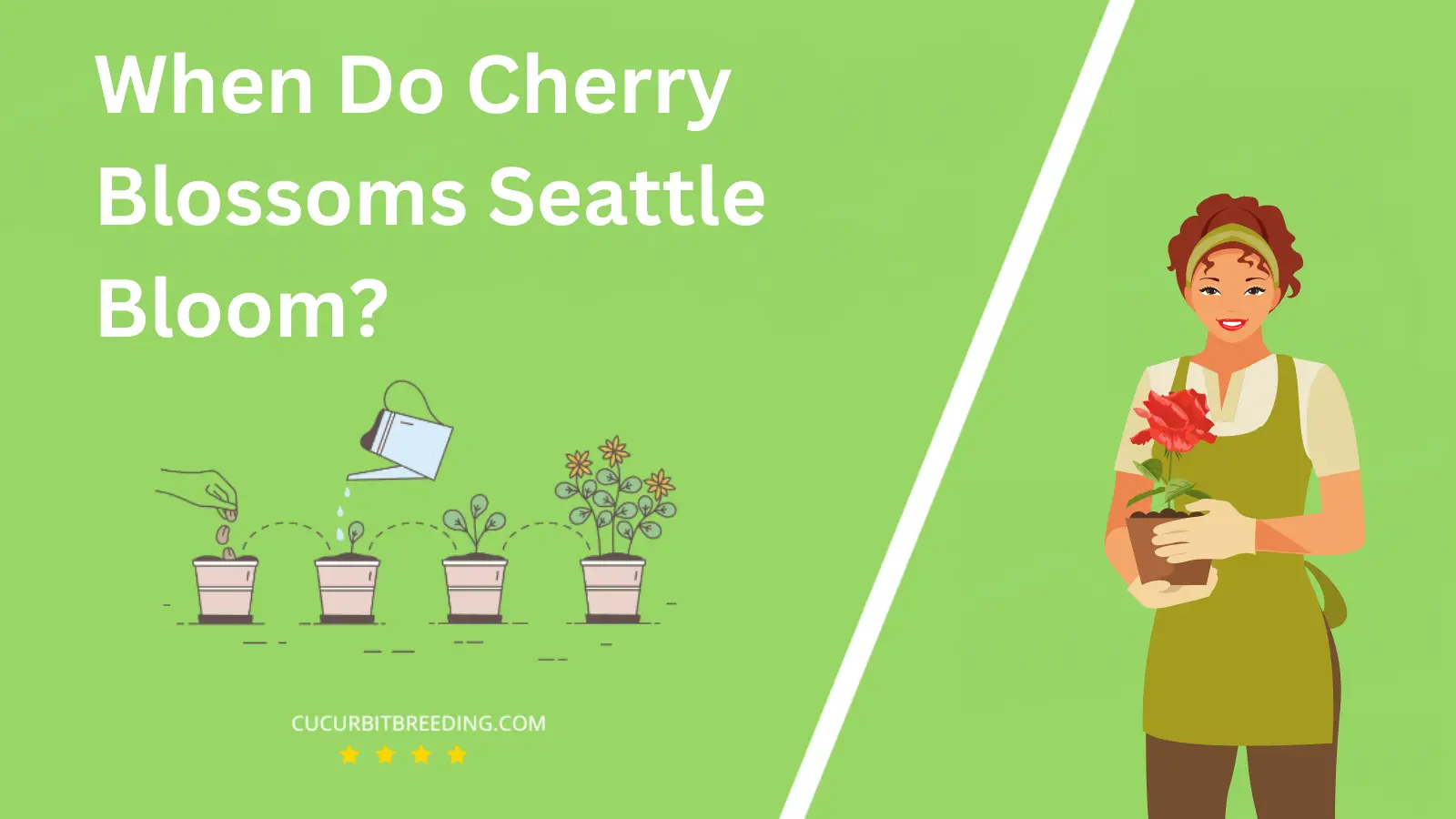 When Do Cherry Blossoms Seattle Bloom?