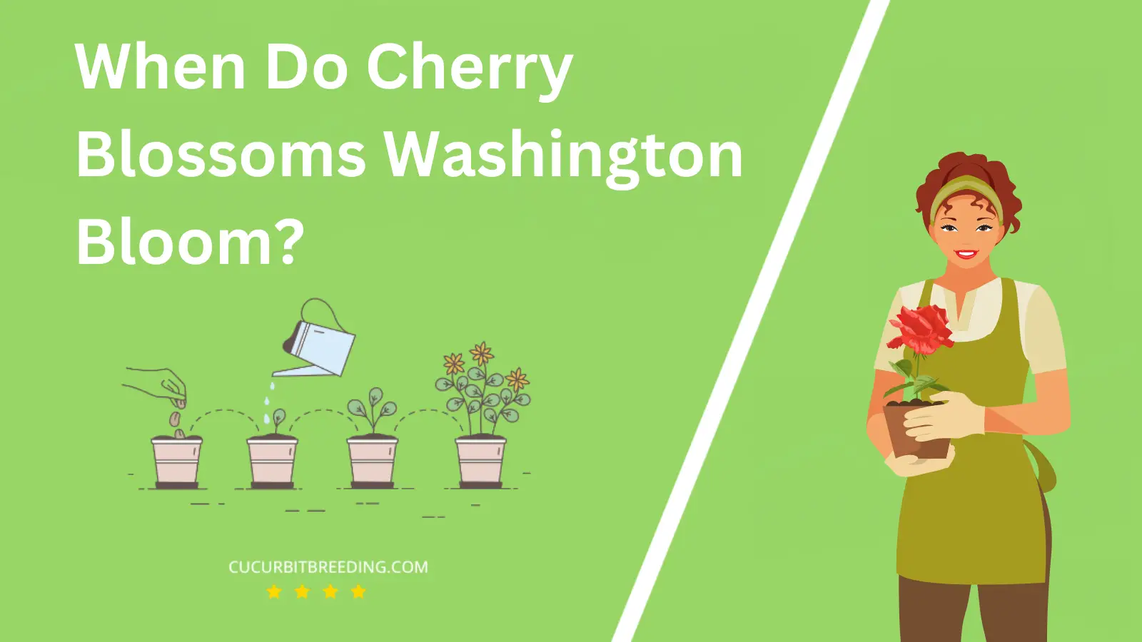 When Do Cherry Blossoms Washington Bloom?