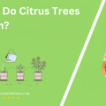 When Do Citrus Trees Bloom