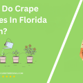 When Do Crape Myrtles In Florida Bloom
