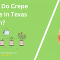 When Do Crepe Myrtle In Texas Bloom