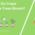 When Do Crepe Myrtle Trees Bloom