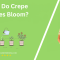 When Do Crepe Myrtles Bloom