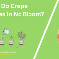 When Do Crepe Myrtles In Nc Bloom