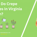 When Do Crepe Myrtles In Virginia Bloom