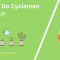 When Do Cyclamen Bloom