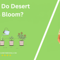 When Do Desert Roses Bloom