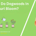 When Do Dogwoods In Missouri Bloom