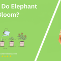 When Do Elephant Ears Bloom
