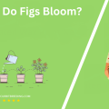 When Do Figs Bloom