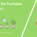 When Do Fuchsias Bloom