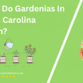 When Do Gardenias In North Carolina Bloom