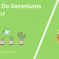 When Do Geraniums Bloom