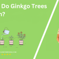 When Do Ginkgo Trees Bloom