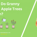 When Do Granny Smith Apple Trees Bloom