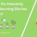 When Do Heavenly Blue Morning Glories Bloom