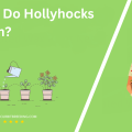 When Do Hollyhocks Bloom