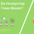When Do Honeycrisp Apple Trees Bloom