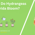 When Do Hydrangeas In Florida Bloom
