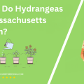When Do Hydrangeas In Massachusetts Bloom