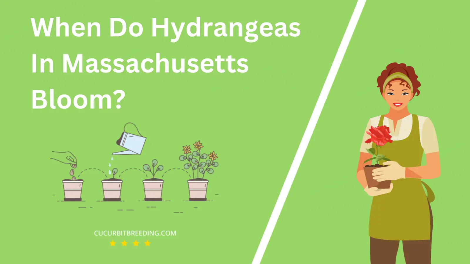 When Do Hydrangeas In Massachusetts Bloom?