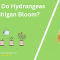 When Do Hydrangeas In Michigan Bloom