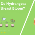 When Do Hydrangeas In Northeast Bloom
