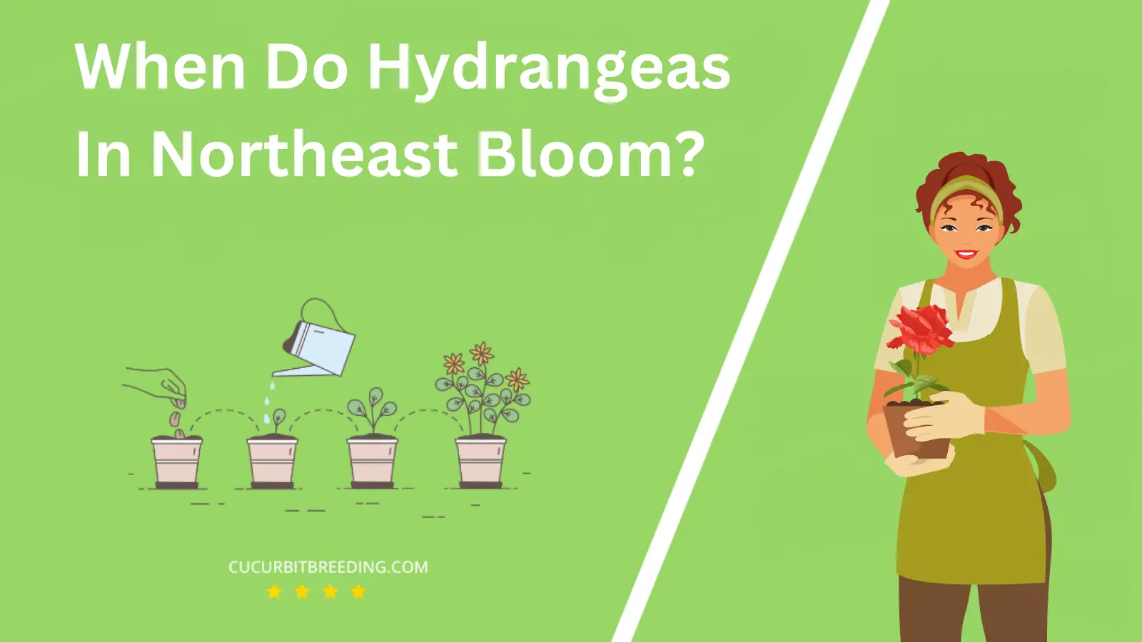 When Do Hydrangeas In Northeast Bloom?