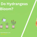 When Do Hydrangeas In Ny Bloom