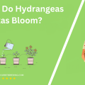 When Do Hydrangeas In Texas Bloom