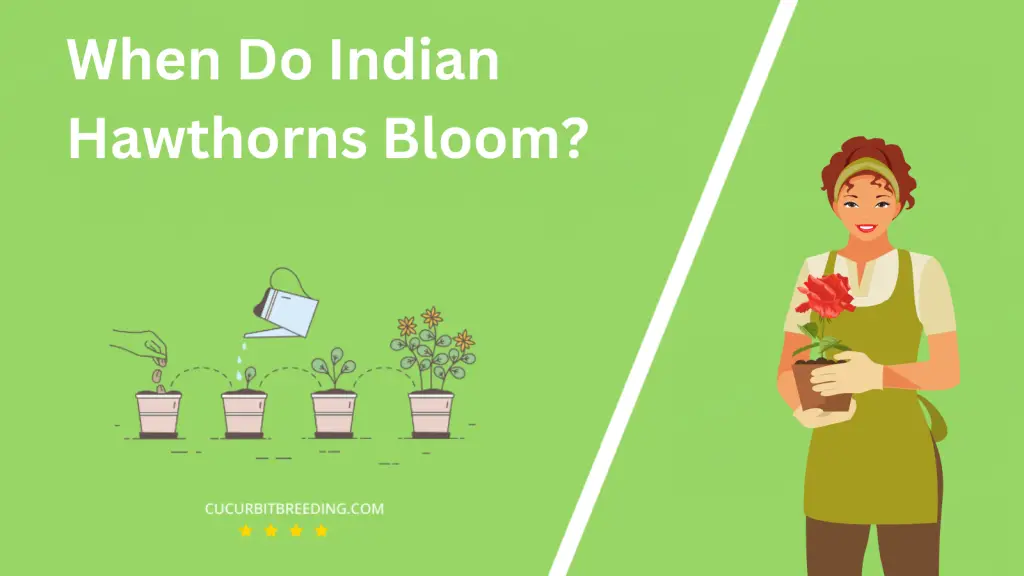 When Do Indian Hawthorns Bloom