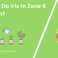 When Do Iris In Zone 6 Bloom