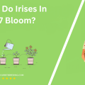 When Do Irises In Zone 7 Bloom