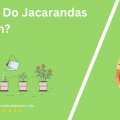 When Do Jacarandas Bloom