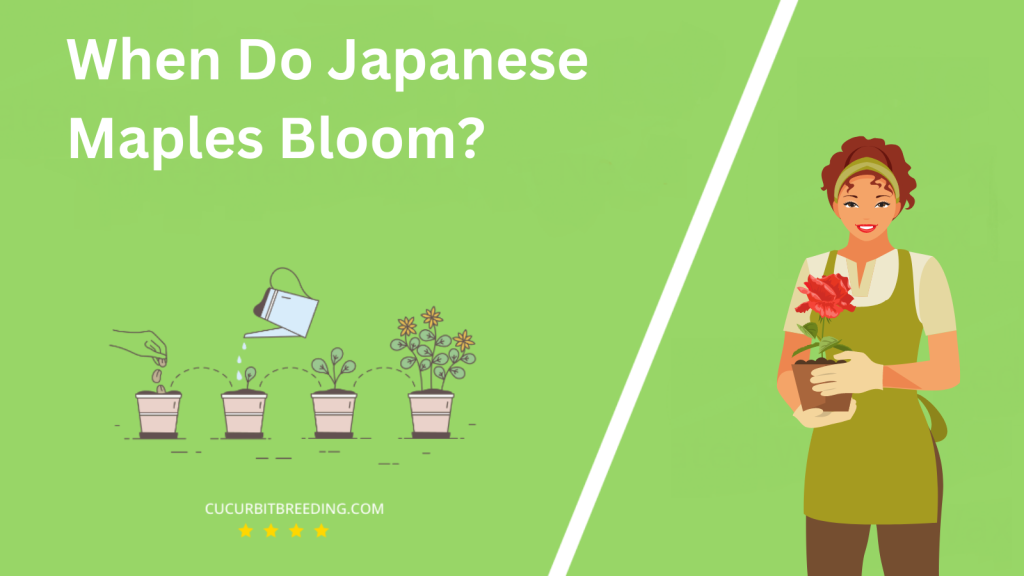 When Do Japanese Maples Bloom