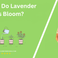 When Do Lavender Plants Bloom