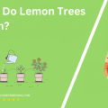 When Do Lemon Trees Bloom