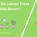 When Do Lemon Trees In Florida Bloom