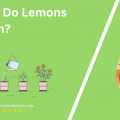 When Do Lemons Bloom