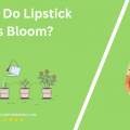 When Do Lipstick Plants Bloom