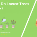 When Do Locust Trees Bloom